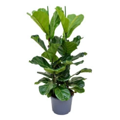 Ficus Lyrata - Fiddle Leaf Fig -HousePlants Shop Ficus lyrata Fiddle Leaf Fig 120cm