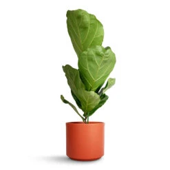 Ficus Lyrata - Fiddle Leaf Fig -HousePlants Shop Ficus lyrata Fiddle Leaf Fig 17 x 80cm 1 stem Prague Plant Pot Cayenne 20x18cm 3def4ac7 ee10 4736 b58a 88ef551ee62d