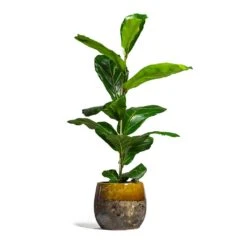 Lindy Plant Pot - Ochre 31 Lindy Plant Pot - Ochre -HousePlants Shop Ficus lyrata Fiddle Leaf Fig 17x60cm 1 stem Lindy Plant Pot Ochre 23x20cm 2 bacff52a 46f0 4ca7 a287 adbc8f20e405