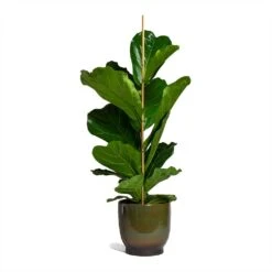 Ficus Lyrata - Fiddle Leaf Fig -HousePlants Shop Ficus lyrata Fiddle Leaf Fig 21x90cm 1 stem Linn Plant Pot Deep Green 25x25cm