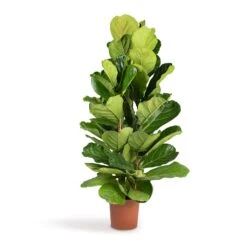 Ficus Lyrata - Fiddle Leaf Fig -HousePlants Shop Ficus lyrata Fiddle Leaf Fig 24x120cm 3stems