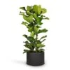 Ficus Lyrata - Fiddle Leaf Fig -HousePlants Shop Ficus lyrata Fiddle Leaf Fig 30x130cm Grigio Cylinder Planter Anthracite Concrete 48x32cm 9105efad e8d5 4229 8931 2aae5d9d96cd