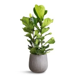 Ficus Lyrata - Fiddle Leaf Fig -HousePlants Shop Ficus lyrata Fiddle Leaf Fig 30x130cm 2 stems Pax Planter Ridged Dark Grey 40x36cm 12c61716 3bcb 4654 bd74 7ea948864e2d