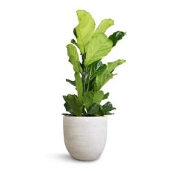 Ficus Lyrata - Fiddle Leaf Fig -HousePlants Shop Ficus lyrata Fiddle Leaf Fig 30x130cm 2stems Cas Plant Pot Cool Grey 39x36cm