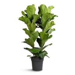 Ficus Lyrata - Fiddle Leaf Fig -HousePlants Shop Ficus lyrata Fiddle Leaf Fig 30x140cm 2 stems