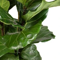 Ficus Lyrata - Fiddle Leaf Fig -HousePlants Shop Ficus lyrata Fiddle Leaf Fig 30x140cm 2 stems 3