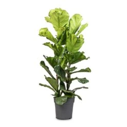 Ficus Lyrata - Fiddle Leaf Fig -HousePlants Shop Ficus lyrata Fiddle Leaf Fig 30x140cm 2 stems 52d1d040 1650 43ce a6b6 9bdf41857278