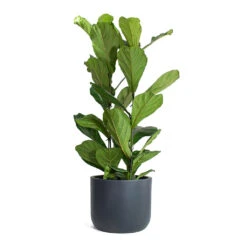 Ficus Lyrata - Fiddle Leaf Fig -HousePlants Shop Ficus lyrata Fiddle Leaf Fig Ease Cylinder Planter Anthracite