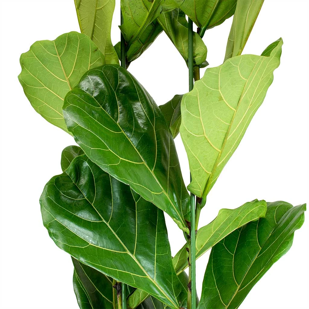 Ficus Lyrata - HydroCare 5 Ficus Lyrata - HydroCare - Image 3