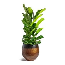 Mya Plant Pot - Shiny Mocha -HousePlants Shop Ficus lyrata Fiddle Leaf Fig Mya Plant Pot Shiny Mocha 42cm c4532f4d 912e 450c 885d 734e1e0e1685