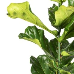 Ficus Lyrata - Fiddle Leaf Fig -HousePlants Shop Ficus lyrata Fiddle Leaf Fig SWTACH 2