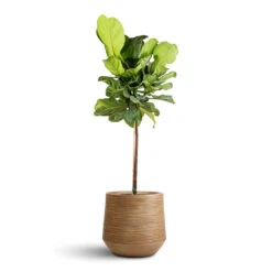 Dune Darcy Planter - Almond -HousePlants Shop Ficus lyrata Fiddle Leaf Fig Straight Stem 30x150cm Dune Darcy Planter Almond 41x36cm