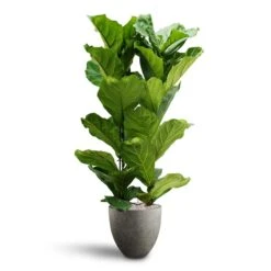 Ficus Lyrata - HydroCare 19 Ficus Lyrata - HydroCare -HousePlants Shop Ficus lyrata Hydroculture 2 stems Grigio Egg Pot Planter Natural Concrete 40 x 36cm