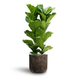 Luxe Lite Waterfall Cylinder Planter - Bronze -HousePlants Shop Ficus lyrata Hydroculture 2 stems Luxe Lite Waterfall Cylinder Planter Bronze 40 x 38cm 8effff35 f782 401c 9158 c06d2ac77648