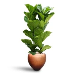 Ficus Lyrata - HydroCare 17 Ficus Lyrata - HydroCare -HousePlants Shop Ficus lyrata Hydroculture 2 stems Metallic Couple Plant Pot Matt Copper 50 x 45cm