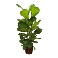 Ficus Lyrata - HydroCare 18 Ficus Lyrata - HydroCare -HousePlants Shop Ficus lyrata Hydroculture Indoor Plant 2Stems