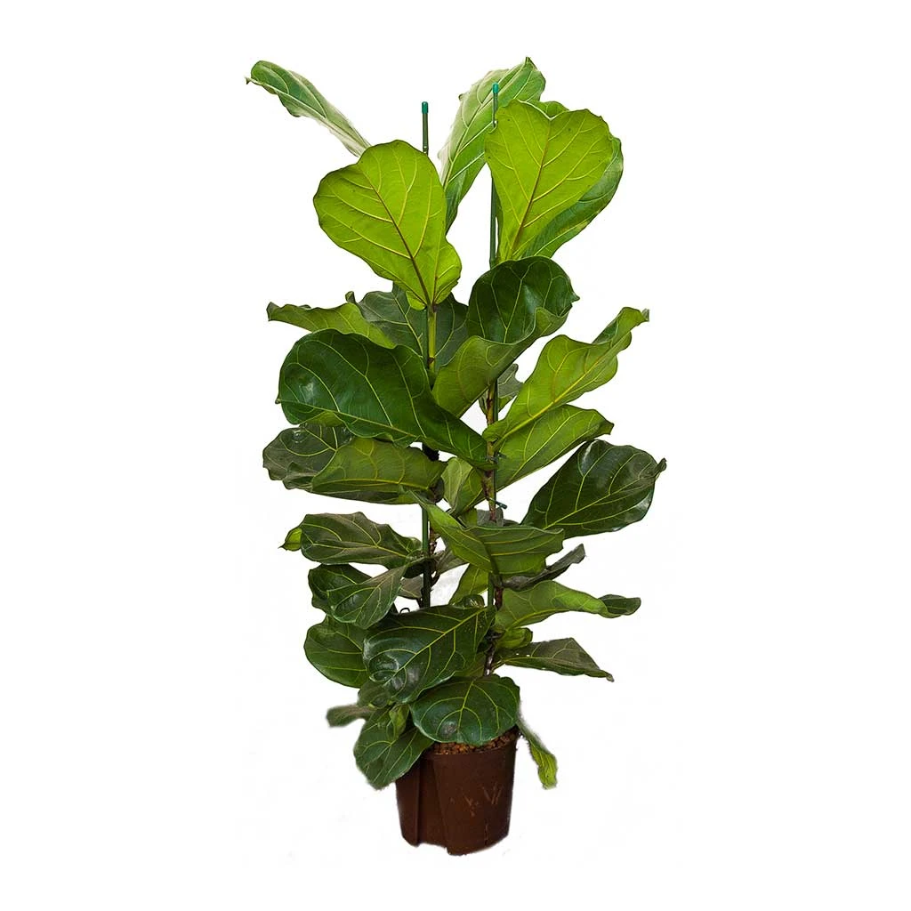 Ficus Lyrata - HydroCare 9 Ficus Lyrata - HydroCare - Image 7