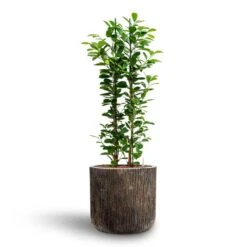 Luxe Lite Waterfall Cylinder Planter - Bronze -HousePlants Shop Ficus moclame Hydroculture Luxe Lite Waterfall Cylinder Planter Bronze 280b81f6 8f12 47a7 a6c7 d762651a2c2b