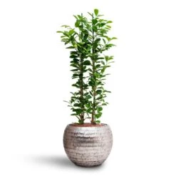Opus Hammered Globe Planter - Silver 28 Opus Hammered Globe Planter - Silver -HousePlants Shop Ficus moclame Hydroculture Opus Hammered Globe Planter Silver c567dec8 c1d0 42bb 806b 0ce67c7b837a