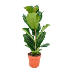 Ficus Lyrata - Fiddle Leaf Fig -HousePlants Shop Fiddle Leaf Fig 21x90cm