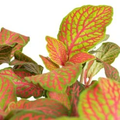 Fittonia Albivenis Mosaic Skeleton - Nerve Plant -HousePlants Shop Fittonia albivenis Mosaic Skeleton Nerve Plant SWATCH