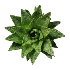 Gasteria D Tiga - Ox Tongue -HousePlants Shop Gasteria D Tiga Ox Tongue 10.5cm Above