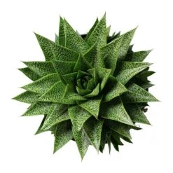 Gasteria D Tiga - Ox Tongue -HousePlants Shop Gasteria D Tiga Ox Tongue 17cm Above