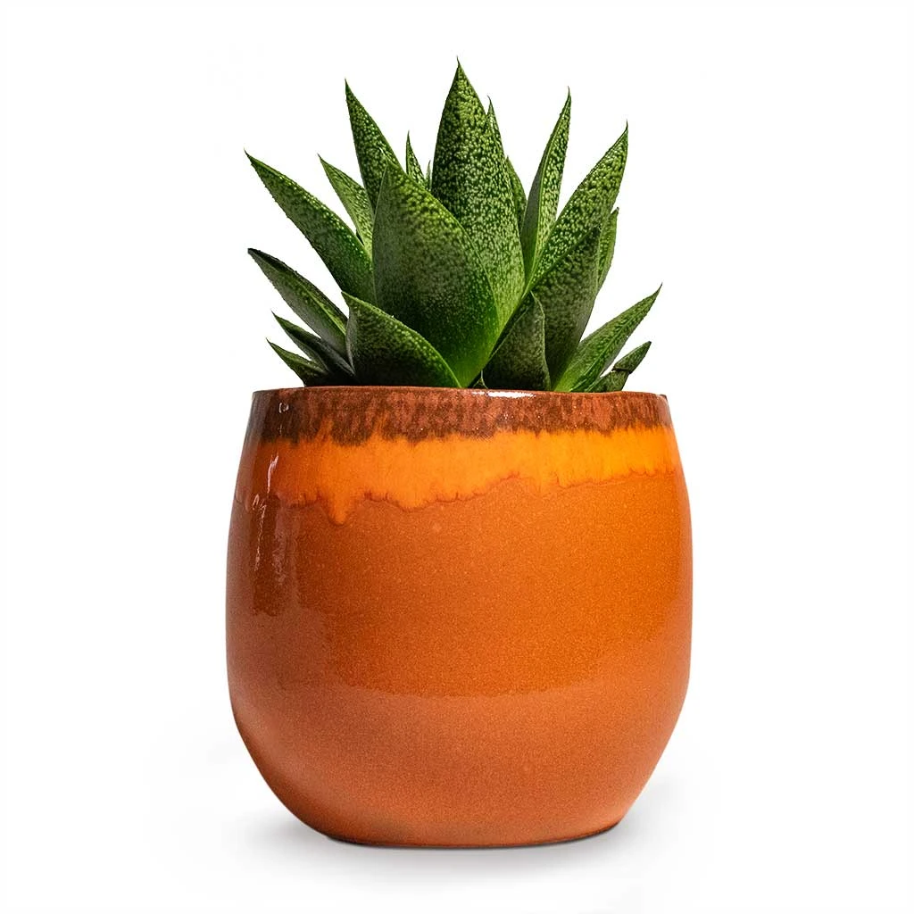 Charlotte Plant Pot - Orange 6 Charlotte Plant Pot - Orange - Image 4