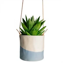 Gasteria D Tiga - Ox Tongue -HousePlants Shop Gasteria D Tiga Ox Tongue Houseplant 10.5x15cm Plant Pot Dip Hanging 12x12cm