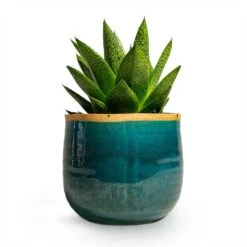 Gasteria D Tiga - Ox Tongue -HousePlants Shop Gasteria D Tiga Ox Tongue Houseplant 10.5x15cm Plant Pot Iris Turquoise 14x12cm