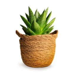Gasteria D Tiga - Ox Tongue -HousePlants Shop Gasteria D Tiga Ox Tongue Houseplant 10.5x15cm Plant Pot Nelis Basket Camel 13x12cm 190c71a9 3139 431a 8578 cc7c7ea90f00