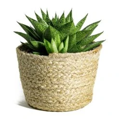 Gasteria D Tiga - Ox Tongue -HousePlants Shop Gasteria D Tiga Ox Tongue Maartje Plant Baskets Set of 5 Jute