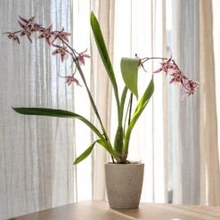 Gerben Plant Pot - Grey Washed -HousePlants Shop Gerben Plant Pot Grey Washed Plant Pot Orchid Plant