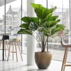 Gradient Balloon Planter - Matt Honey -HousePlants Shop Gradient Balloon Planter Matt Honey 1