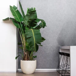 Grigio New Egg Pot Planter - Antique White Concrete -HousePlants Shop Grigio New Egg Pot Planter Antique White Concrete