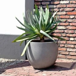Grigio New Egg Pot Planter - Natural Concrete -HousePlants Shop Grigio New Egg Pot Planter Natural Concrete 2