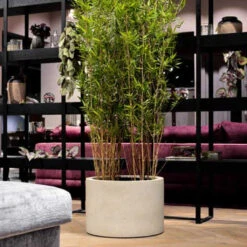 Grigio Cylinder Planter - Antique White Concrete -HousePlants Shop GrigioCylinderPlanter AntiqueWhiteConcrete 1