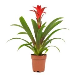 Guzmania Calypso - Starlight Red Bromeliad -HousePlants Shop Guzmania Calypso Starlight Red Bromeliad 12x45cm 1