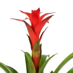 Guzmania Calypso - Starlight Red Bromeliad -HousePlants Shop Guzmania Calypso Starlight Red Bromeliad 12x45cm 2