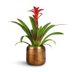 Guzmania Calypso - Starlight Red Bromeliad -HousePlants Shop Guzmania Calypso Starlight Red Bromeliad 12x45cm Arwin Metal Plant Pots Set4 Old Camel 1