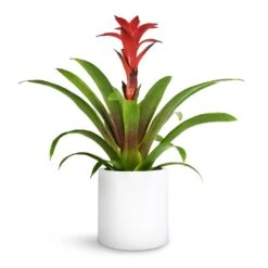 Guzmania Calypso - Starlight Red Bromeliad -HousePlants Shop Guzmania Calypso Starlight Red Bromeliad 12x45cm Puk Planter Matt White 15x15cm 1