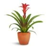 Guzmania Calypso - Starlight Red Bromeliad 1 Guzmania Calypso - Starlight Red Bromeliad -HousePlants Shop Guzmania Calypso Starlight Red Bromeliad 12x45cm Sven Plant Pot Mandarin 16x13cm 1