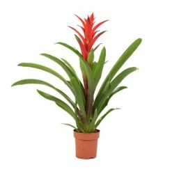 Guzmania Lingulata - Amaretto Red Bromeliad -HousePlants Shop Guzmania Lingulata Amaretto Red Bromeliad 13x55cm