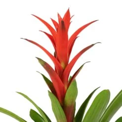 Guzmania Lingulata - Amaretto Red Bromeliad -HousePlants Shop Guzmania Lingulata Amaretto Red Bromeliad 13x55cm 3