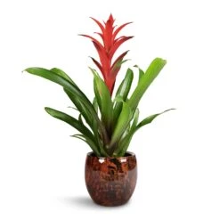 Guzmania Lingulata - Amaretto Red Bromeliad -HousePlants Shop Guzmania Lingulata Amaretto Red Bromeliad 13x55cm Kae Plant Pot Cayenne 19x66cm 1