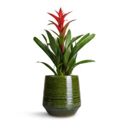 Remi Plant Pot - Green -HousePlants Shop Guzmania Lingulata Amaretto Red Bromeliad 13x55cm Remi Plant Pot Green 23x25cm b1fbebd2 71b4 48c4 b929 387cf20bbfdb