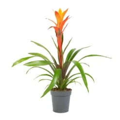 Guzmania Variada - Jazz Orange Bromeliad -HousePlants Shop Guzmania Variada Jazz Orange Bromeliad 13x55cm 1