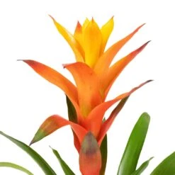 Guzmania Variada - Jazz Orange Bromeliad -HousePlants Shop Guzmania Variada Jazz Orange Bromeliad 13x55cm 2