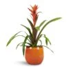 Guzmania Variada - Jazz Orange Bromeliad 2 Guzmania Variada - Jazz Orange Bromeliad -HousePlants Shop Guzmania Variada Jazz Orange Bromeliad 13x55cm Charlotte Plant Pot Orange 19x16cm 1
