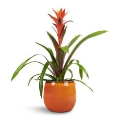 Charlotte Plant Pot - Orange 25 Charlotte Plant Pot - Orange -HousePlants Shop Guzmania Variada Jazz Orange Bromeliad 13x55cm Charlotte Plant Pot Orange 19x16cm 1 f30724a3 fc9a 400c 86b4 c2dfb7b290e2